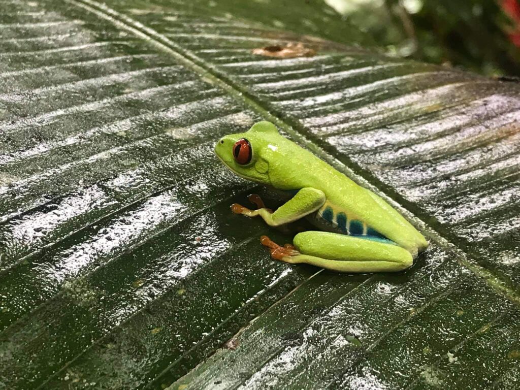 Tenorio Hike in Rio Celeste