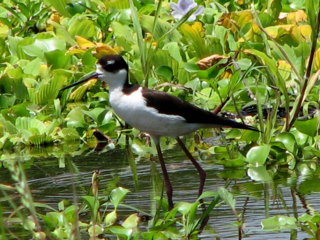 palo-verde-boat-river-tour